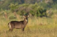 Waterbuck