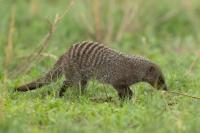 Banded mongoose