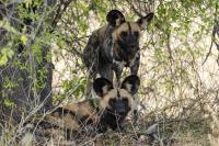 African wild dog