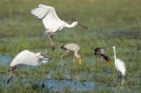 Platalea alba