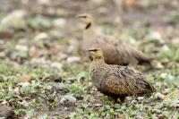 Pterocles gutturalis