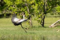 Grus carunculata