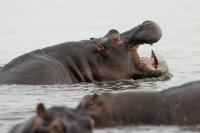 Common hippopotamus