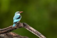 Halcyon senegalensis