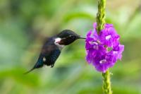 ECUADOR-FAUNA