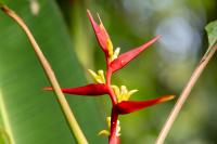 ECUADOR -FLOWERS