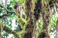 ECUADOR -FLORA