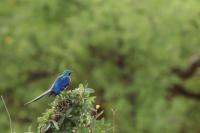 Lamprotornis regius