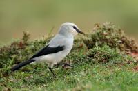 Zavattariornis stresemanni