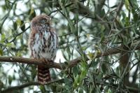 Glaucidium perlatum