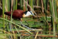 Actophilornis africanus