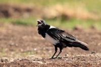 Corvus albus