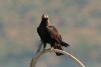 Aquila adalberti