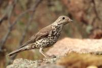 Turdus viscivorus