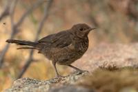 Turdus merula