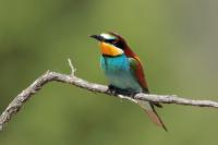 Merops apiaster