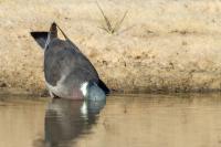 Columba palumbus