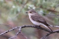 Muscicapa striata