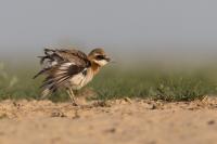 Charadrius leschenaultii