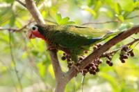 Cuba - fauna