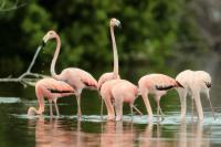 Phoenicopterus ruber