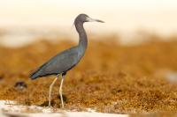 Egretta caerulea 