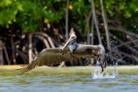 Pelecanus occidentalis