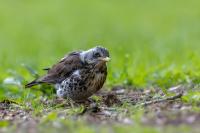 Turdus pilaris