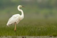 Hungary - FAUNA