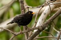 Madeira fauna