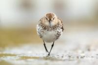 Calidris alpina