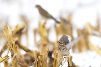 Emberiza calandra