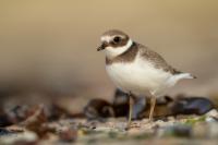 Charadrius hiaticula