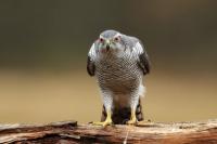 Accipiter gentilis