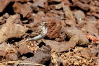 Anthus berthelotii