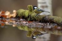 Parus major