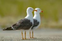 Larus fuscus