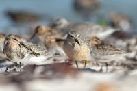 Calidris canutus