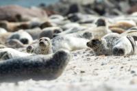 Harbor seal