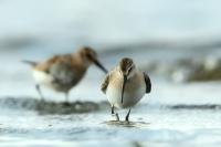 Calidris ferruginea