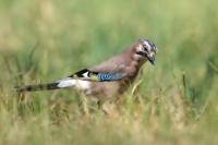 Garrulus glandarius