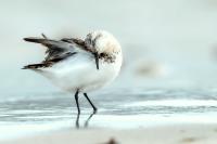 Calidris alba