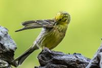 Emberiza citrinella