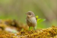 Phylloscopus collybita