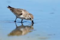 Calidris pusilla      