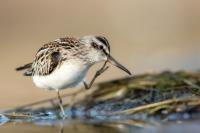 Calidris falcinellus