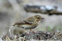 Anthus trivialis