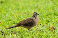 Streptopelia chinensis