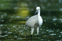 Egretta garzetta