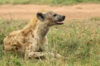 Spotted hyena